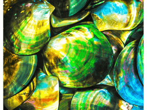 Close-up of iridescent abalone shells in vivid green, yellow, and blue hues